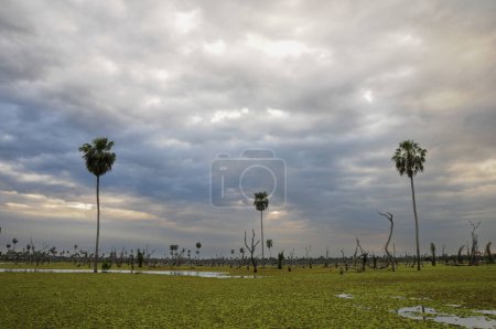 Krajobraz palm w La Estrella Marsh, prowincja Formosa, Argentyna.