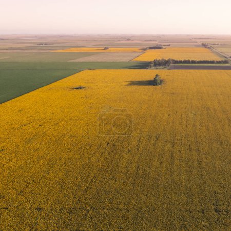 Photo for Argentine agro production, Sunflower field cultivation landscape , La Pampa Province, Patagonia Argentina - Royalty Free Image