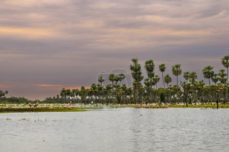 Téléchargez les photos : Paysage de palmiers dans le marais La Estrella variété d'espèces d'oiseaux, province de Formosa, Argentine. - en image libre de droit