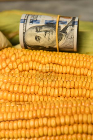Téléchargez les photos : Commerce des semences de maïs, concept d'entreprise agricole. - en image libre de droit