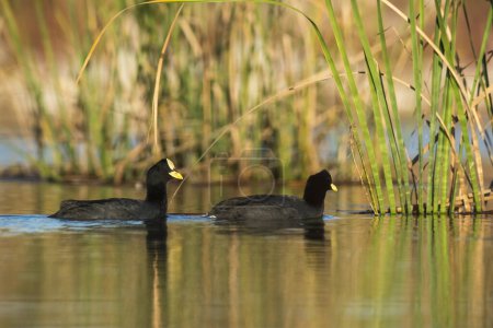 Photo for White winged coot in a Pampas Lagoon environment, La Pampa, Argentina - Royalty Free Image
