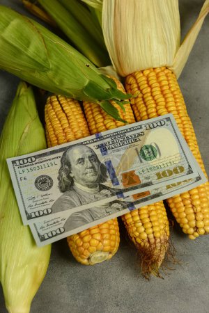 Téléchargez les photos : Commerce des semences de maïs, concept d'entreprise agricole. - en image libre de droit