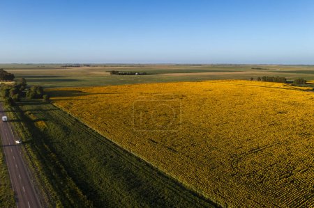 Photo for Argentine agro production, Sunflower field cultivation landscape , La Pampa Province, Patagonia Argentina - Royalty Free Image