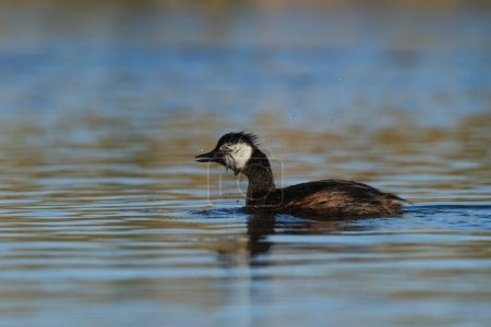 Photo for White tufted Grebe, La Pampa Province, Patagonia, Argentina - Royalty Free Image