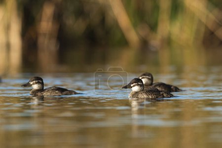 Foto de Lago Ducks en ambiente Laguna Pampa, Provincia de La Pampa, Patagonia, Argentina. - Imagen libre de derechos