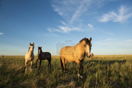 Foto de Caballos en el campo argentino, provincia de La Pampa, Patagonia, Argentina. - Imagen libre de derechos