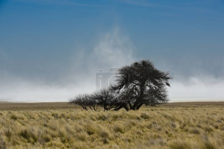 Photo for Strong wind blowing in a salt flat in La Pampa province, Patagonia, Argentina. - Royalty Free Image