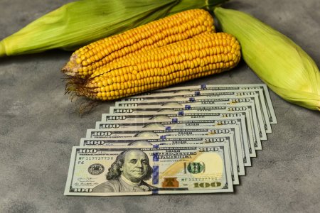Photo for Dollars and corn grains, Concept of grain trade and agricultural business. - Royalty Free Image