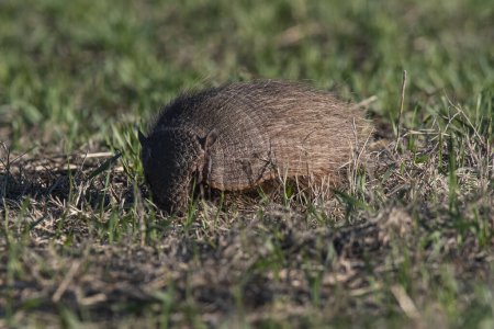 Armadillo in Pampas countryside environment, La Pampa Province, Argentina.