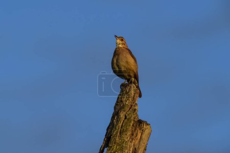 Photo for Rufous Hornero , Argentine national Bird, Cordoba Province,  Pro - Royalty Free Image