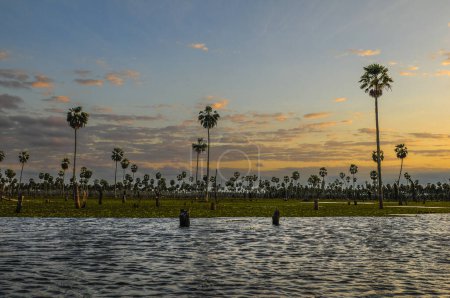 Sunst Palms krajobraz w La Estrella Marsh, prowincja Formosa, Argentyna.