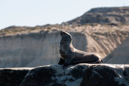 Seelöwe, auf der Halbinsel Valdes, Chubut, Patagonien, Argentinien