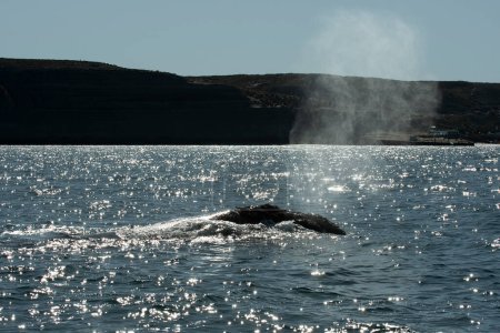 Sohutern right whale whale breathing, Peninsula Valdes, Patagonia,Argentina