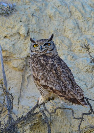 Great Horned Owl, Bubo virginianus nacurutu, Peninsula Valdes, Patagonia, Argentina.