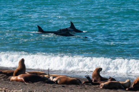 Foto de Ballena Asesina, Orca, cazando lobos marinos, Península Valdés, Patagonia Argentina - Imagen libre de derechos