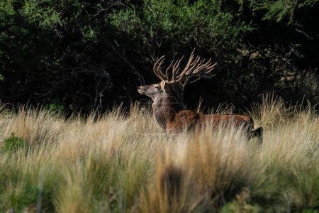 Photo for Red deer, Male roaring in La Pampa, Argentina, Parque Luro, Nature Reserve - Royalty Free Image
