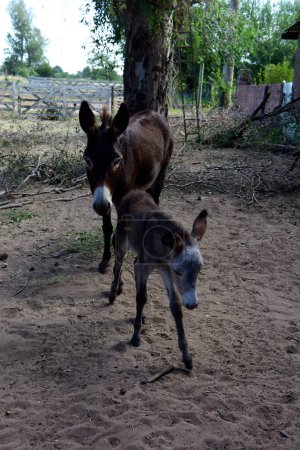 Foto de Bebé recién nacido burro en granja, Campo Argentino - Imagen libre de derechos