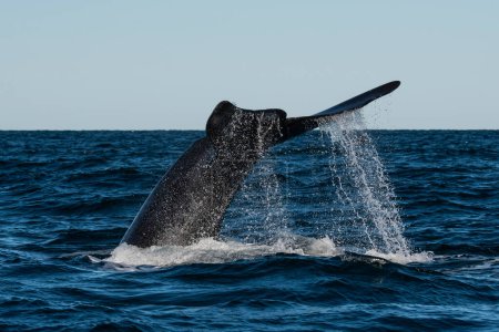Foto de Cola de ballena franca Sohutern, Península Valdés, Patagonia, Argentina - Imagen libre de derechos