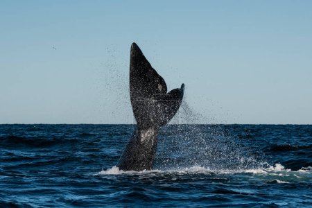 Téléchargez les photos : Sohutern nageoire caudale de baleine noire, Péninsule Valdes, Patagonie, Argentine - en image libre de droit