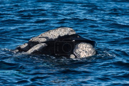 Baleine noire de Sohutern respirant, Péninsule Valdes, Patagonie, Argentine