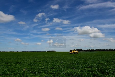 Photo for Soybean crop field , in the Buenos Aires Province Countryside, Argentina. - Royalty Free Image