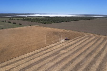 Photo for Wheat harvest in the Argentine countryside, La Pampa Province. - Royalty Free Image