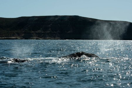 Téléchargez les photos : Baleine noire de Sohutern respirant, Péninsule Valdes, Patagonie, Argentine - en image libre de droit