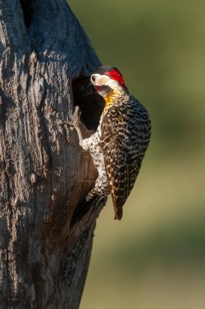 Téléchargez les photos : Green barred Woodpecker in forest environment,  La Pampa province, Patagonia, Argentina. - en image libre de droit