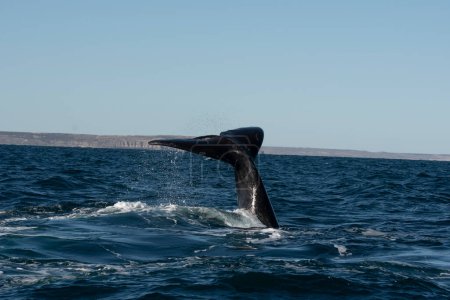 Cola de ballena franca Sohutern, Peninsula Valdes, Chubut, Patagonia, Argentina