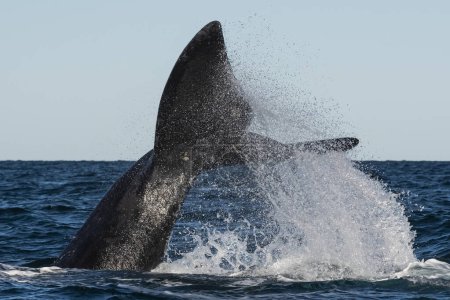 Sohutern rechte Walschwanzflosse, Halbinsel Valdes, Patagonien, Argentinien
