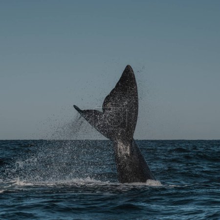 Sohutern rechte Walschwanzflosse, Halbinsel Valdes, Patagonien, Argentinien