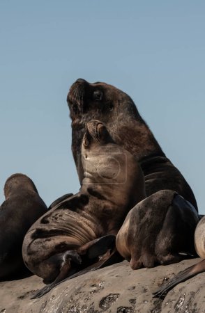 Téléchargez les photos : Lion de mer mâle et femelle, dans la péninsule Valdes, Chubut, Patagoni - en image libre de droit