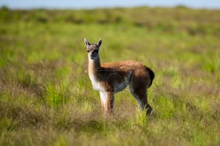 Baby Guanaco in Pampas grass landscape, La Pampa province, Patag