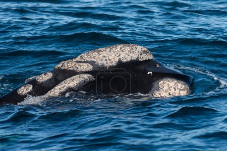 Baleine noire de Sohutern respirant, Péninsule Valdes, Patagonie, Argentine
