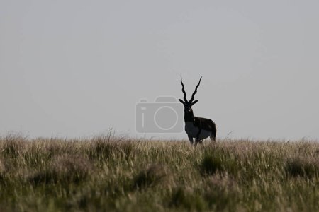Photo for Male Blackbuck Antelope in Pampas plain environment, La Pampa province, Argentina - Royalty Free Image