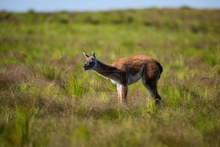 Baby Guanaco in Pampas grass landscape, La Pampa province, Patag