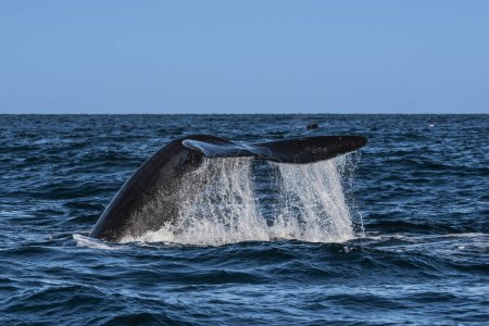 Sohutern nageoire caudale de baleine noire, Péninsule Valdes, Patagonie, Argentine