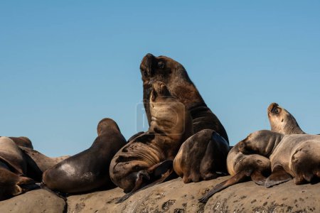Téléchargez les photos : Lion de mer mâle et femelle, dans la péninsule Valdes, Chubut, Patagoni - en image libre de droit