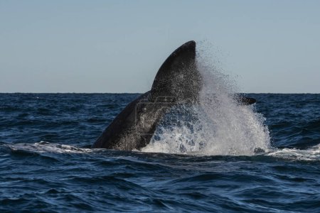 Téléchargez les photos : Sohutern nageoire caudale de baleine noire, Péninsule Valdes, Patagonie, Argentine - en image libre de droit