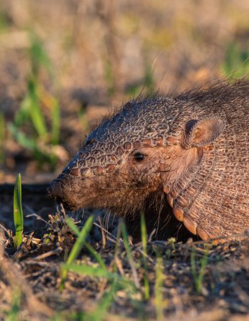 Armadillo in Pampas countryside environment, La Pampa Province, Argentina.