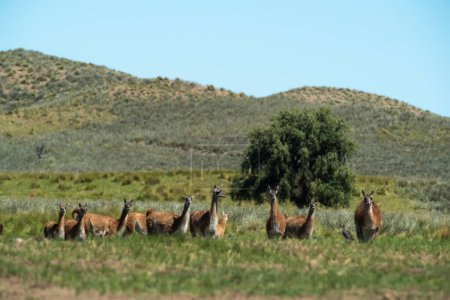 Guanacos dans l'environnement gazon Pampas, La Pampa, Patagonie, Argen