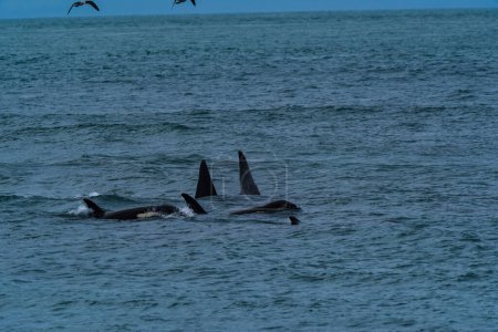 Ballena Asesina, Orca, cazando lobos marinos, Península Valdés, Patagonia Argentina