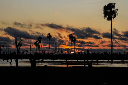 Foto de Paisaje de Sunset Palms en La Estrella Marsh, provincia de Formosa, Argentina. - Imagen libre de derechos