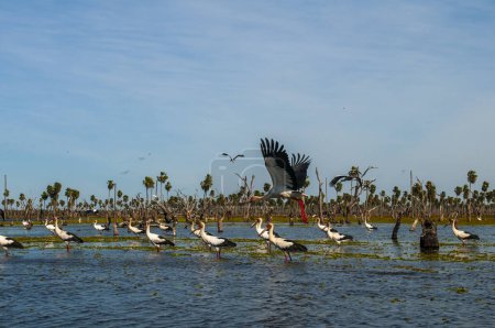 Krajobraz stada ptaków w La Estrella Marsh, prowincja Formosa, Argentyna.