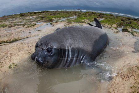 Elephant seal, Peninsula Valdes, Unesco World Heritage Site, Patagonia, Argentina