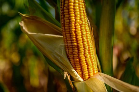 Corn in plant, in the Argentine Countryside, Patagonia, Argentina.