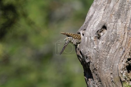 Grünspecht betritt sein Nest in Waldumgebung, Provinz La Pampa, Patagonien, Argentinien.