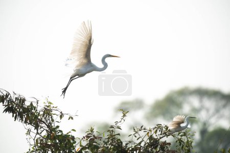 Téléchargez les photos : Grande aigrette en vol, Pantanal, Mato Grosso, Brésil. - en image libre de droit