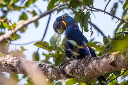 Foto de Guacamayo jacinto en el entorno forestal, Bosque Pantanal, Mato Grosso, Brasil. - Imagen libre de derechos