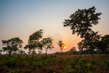 Environnement forestier du Pantanal, Mato Grosso, Brésil.